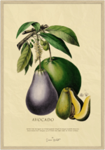 Avocado Plakat