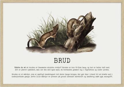 Brud