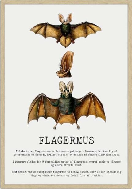 Flagermus