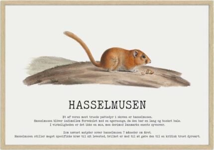 Hasselmusen