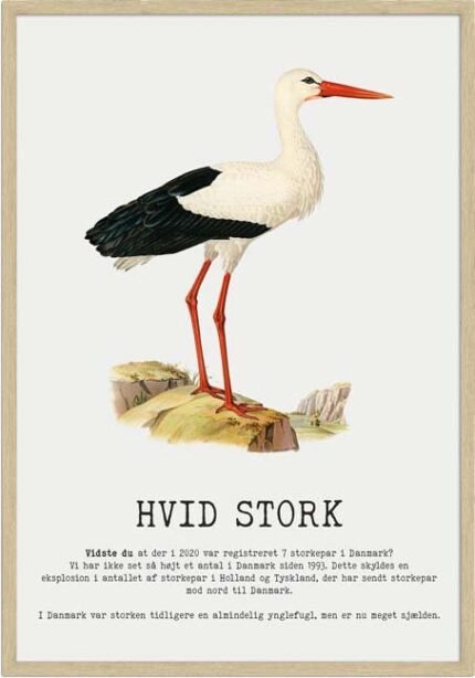Hvid Stork
