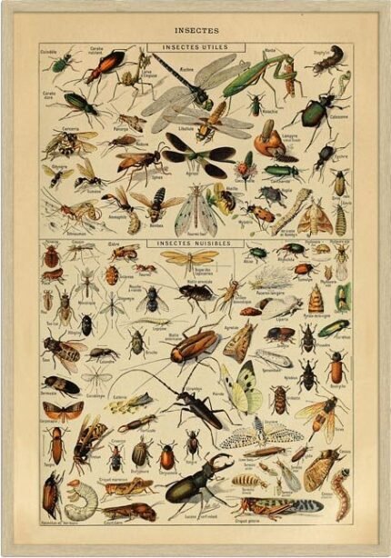 Insekter - Adolphe Millot