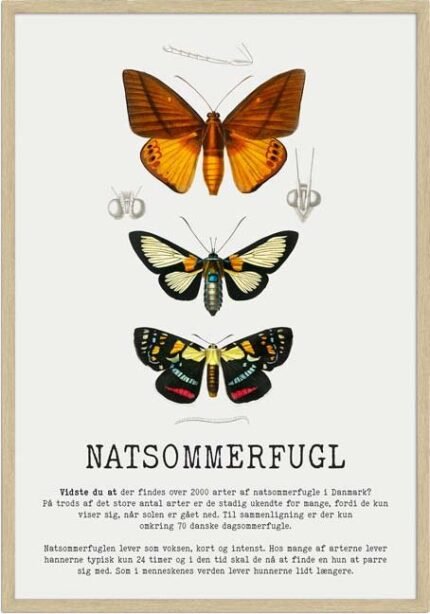 Natsommerfugl