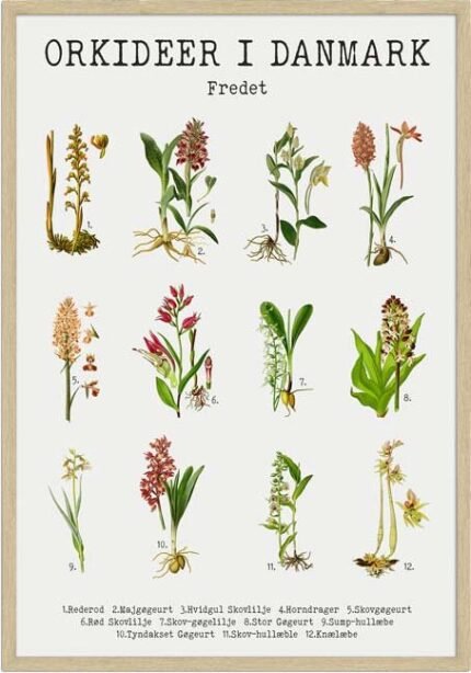 Orkideer i Danmark